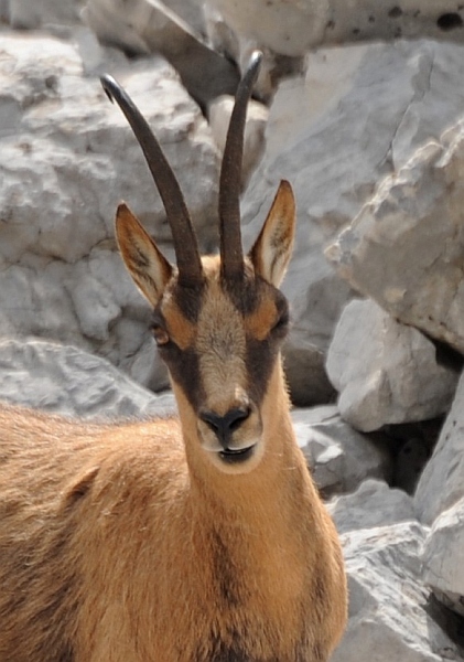 Camoscio d''Abruzzo Rupicapra pyrenaica ornata